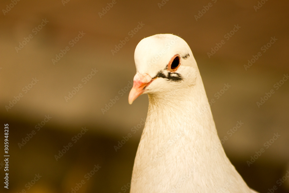 portrait of a pigeon