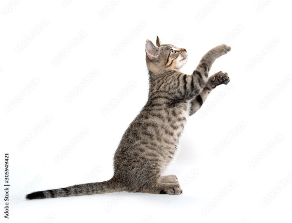 Cute tabby kitten jumping and playing