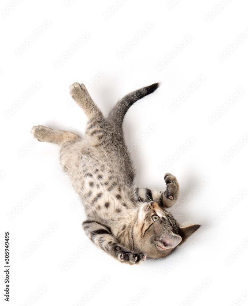 Obraz premium Tabby kitten laying down on white