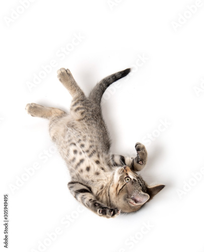Tabby kitten laying down on white © Tony Campbell