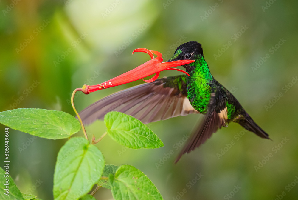 Naklejka premium Buff-winged Starfrontlet - Coeligena lutetiae, beautiful green hummingbird from Andean slopes of South America, Yanacocha, Ecuador.