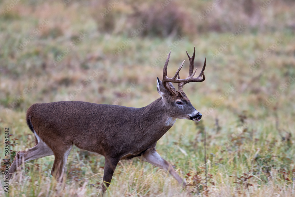 Large whitetailed deer buck