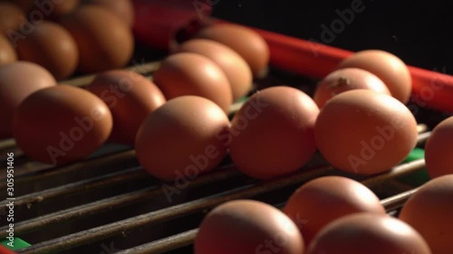Egg production line in action on the chicken farm. eggs sorting in the factory. 4K.