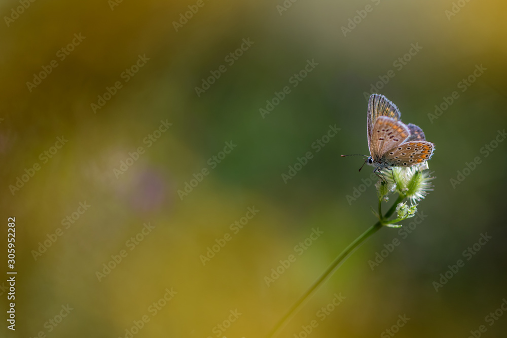 Obraz premium butterfly on flower