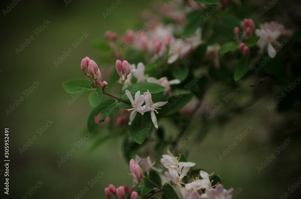 Gentle, spring blossoms dogwood. Bushes with flowers of delicate pink shades. Gentle, spring blossoms dogwood. Bushes with flowers of delicate pink shades.
