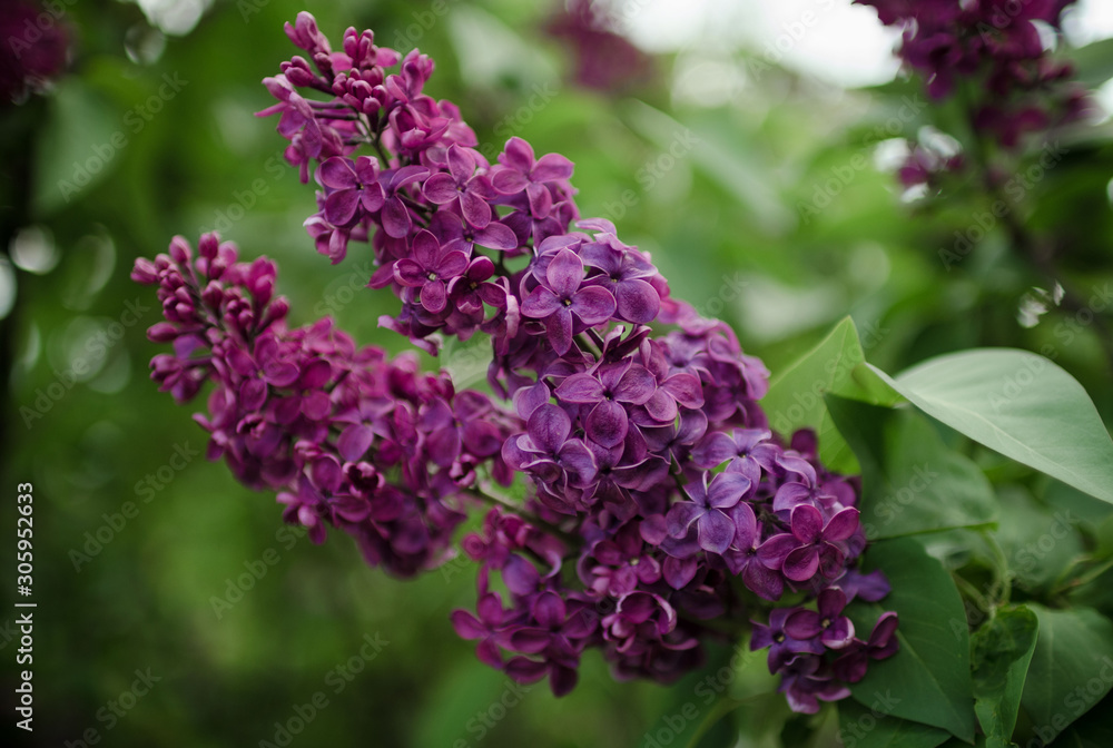 Lush flowering lilac bushes. Blooming lilac very beautiful rich color. Photo lilac closeup and on a blurred background. Lush flowering lilac bushes. Blooming lilac very beautiful rich color. Photo lilac closeup and on a blurred background.
