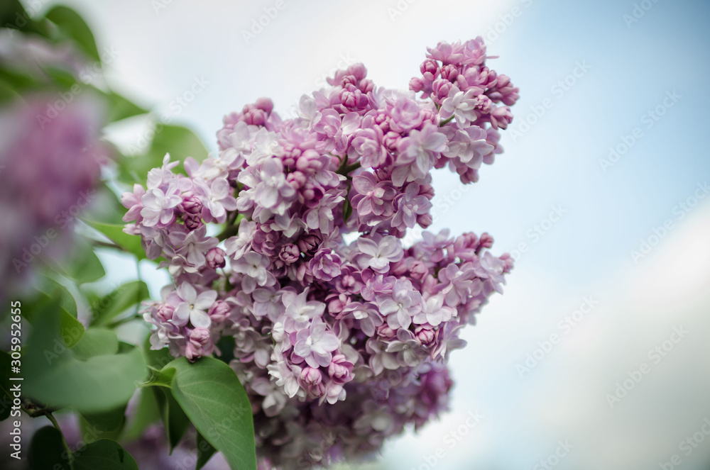 Lush flowering lilac bushes. Blooming lilac very beautiful rich color. Photo lilac closeup and on a blurred background.