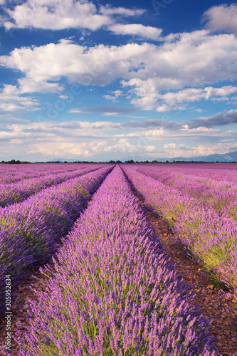 Blooming fields of lavender in the Provence  southern France