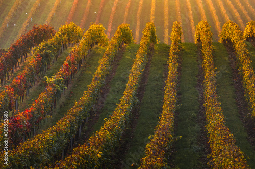 Moravian fields in autumn time. Rolling fileds in Czech Republic near Brno. photo