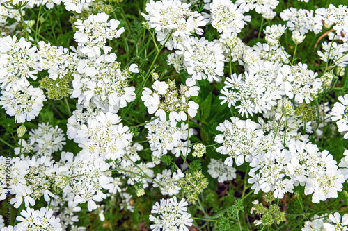 庭先のカクトラノオ