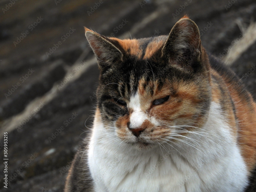 土手の野良猫