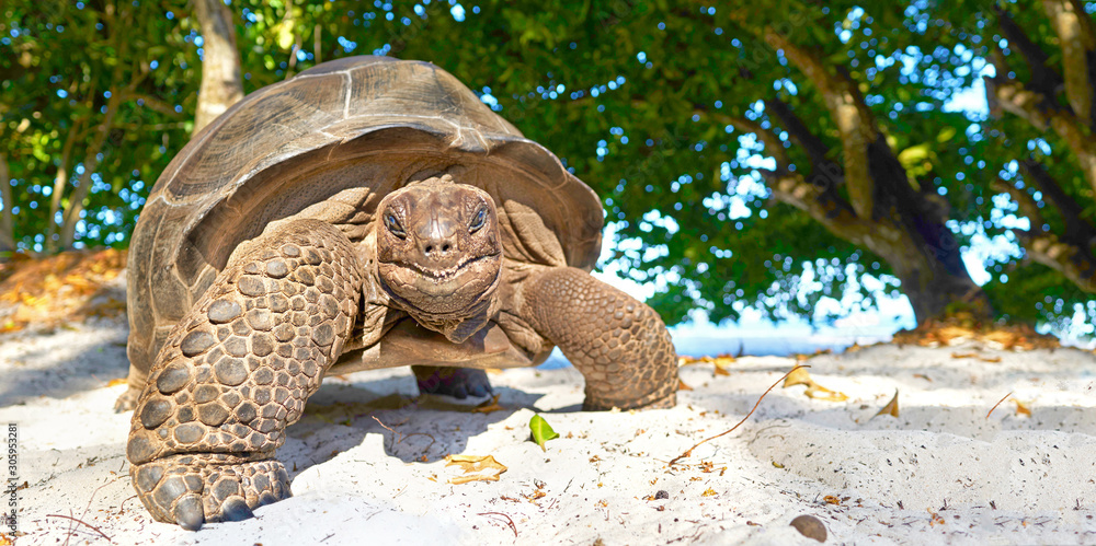 lachende Schildkröte am Strand Stock Photo | Adobe Stock lachende Schildkröte am Strand Stock Photo | Adobe Stock