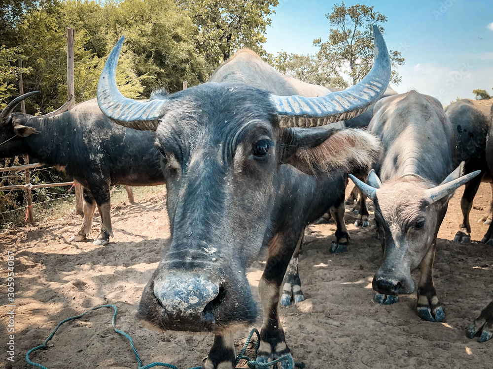 Fototapeta premium Beautiful buffalo in the Thai countryside