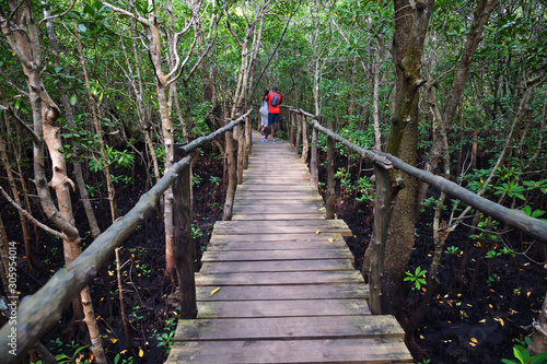 Wooden bridge in mangrove Jozani forest, Zanzibar, Tanzania, Africa