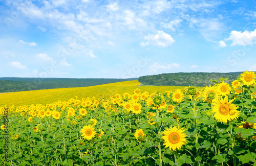 Field of blooming sunflowers on a background sky.