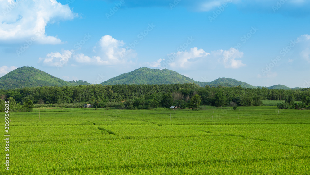 Scenery of green rice field with a mountains and blue sky Scenery of green rice field with a mountains and blue sky