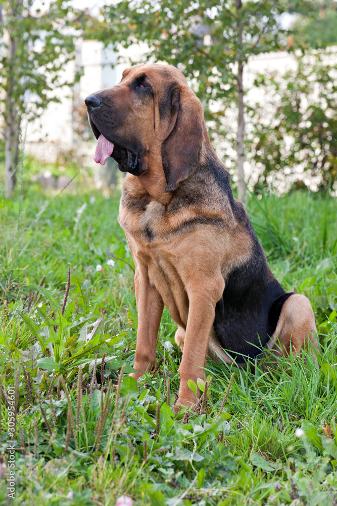 Dog breed bloodhound portrait sitting on green grass on nature