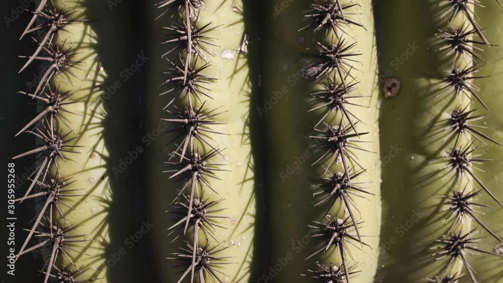 Close up time-lapse of saguaro cactus spines as light creeps across them during sunset. Close up time-lapse of saguaro cactus spines as light creeps across them during sunset.