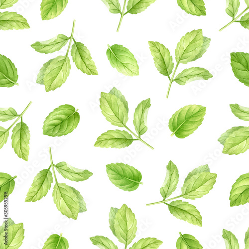 Fresh mint leaves and stems isolated on white seamless background, top view. Close up of peppermint. Spice medical and kitchen herbs digital clip art.Watercolor food and healthcare illustration. © teirin