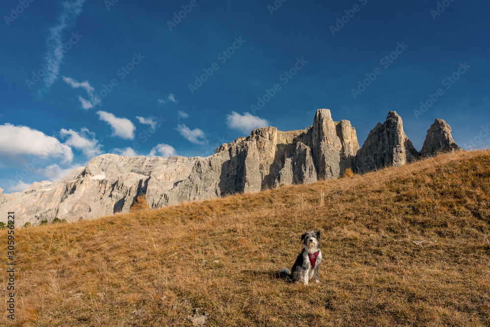 Hiking with dogs - dog in front of the Sella alpine mountains in South Tyrol, Italy