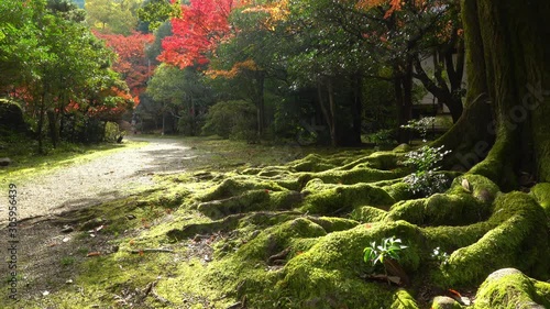日本 京都 醍醐寺の紅葉と秋の庭園