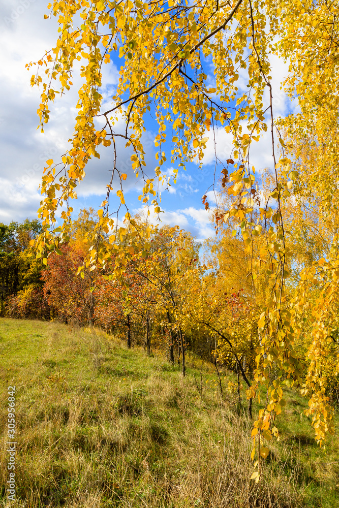 Fototapeta premium autumn in the park