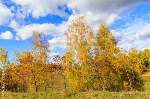Fototapeta Naklejka Na Ścianę i Meble -  trees in autumn