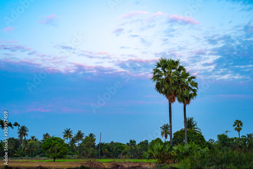 twin coconut tree with evening sky