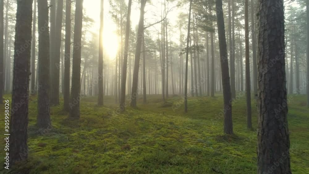 Misty morning in forest after sunrise dolly shot Misty morning in forest after sunrise dolly shot