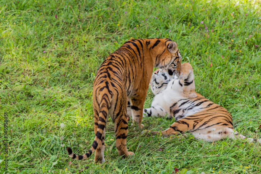 Bengal tiger enjoying in a green meadow Bengal tiger enjoying in a green meadow