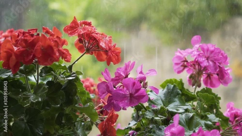Rain and flowers in the garden. Slow motion video.