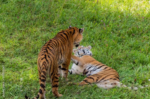 Bengal tiger enjoying in a green meadow