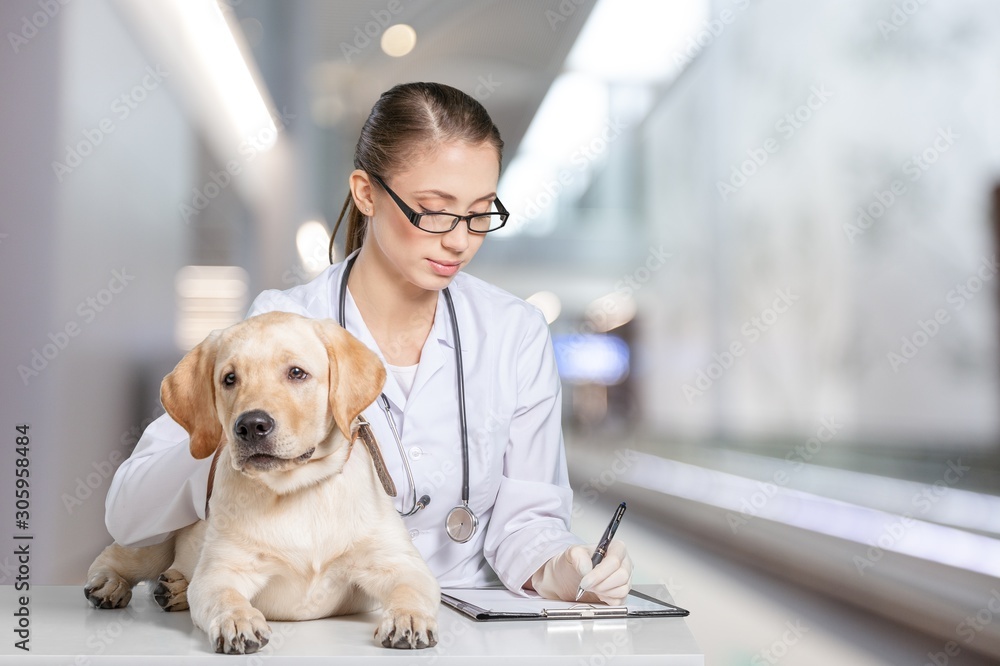 A beautiful young veterinarian with a dog on an office background