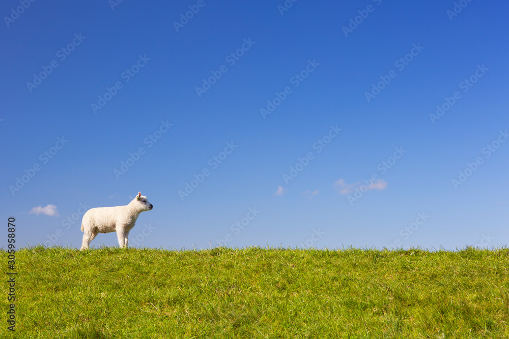 Obraz premium Texel lamb on the island of Texel, The Netherlands