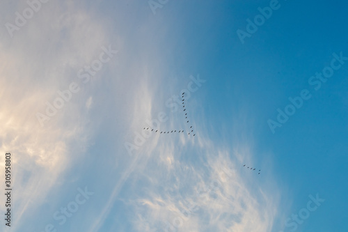  Birds flying through a cloudy sky