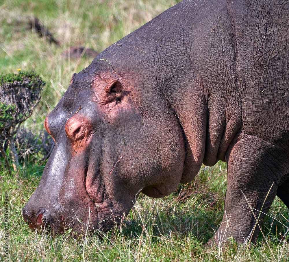 hippo out of water