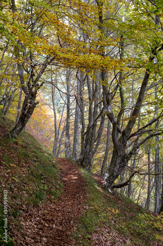 Sentiero di bosco in periodo autunnale