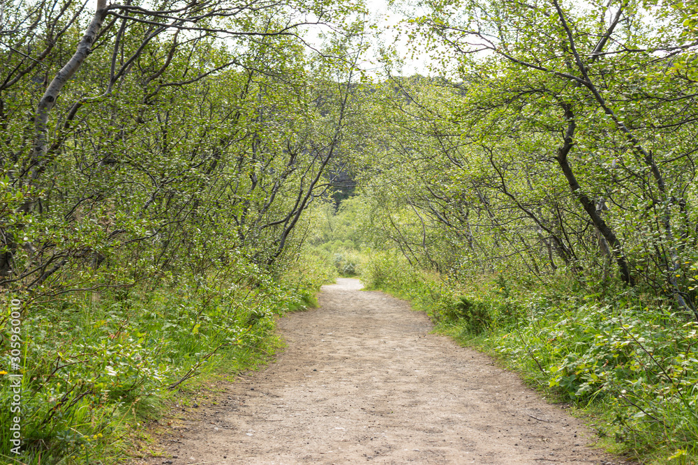 Gravel path in alley of birches, road going through birch forset Gravel path in alley of birches, road going through birch forset