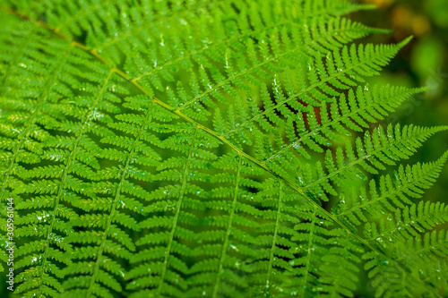 Green leaf fern closeup. Perfect for a natural background.