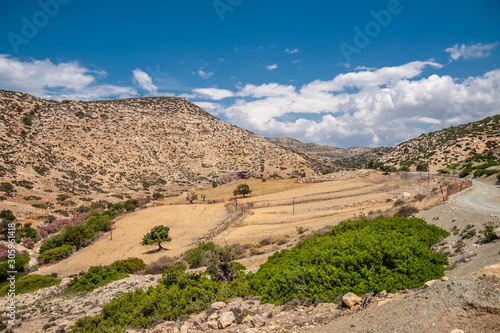 Yellow field with olive trees in Agio Farango gorge photo