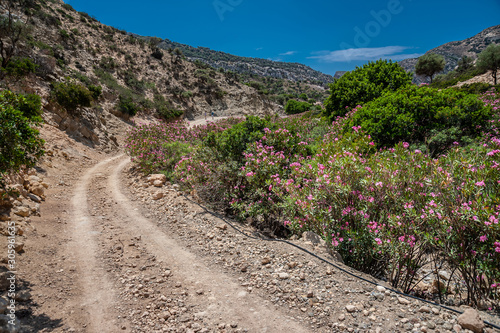 The road among the oleander bushes in the Agio Farango gorge photo