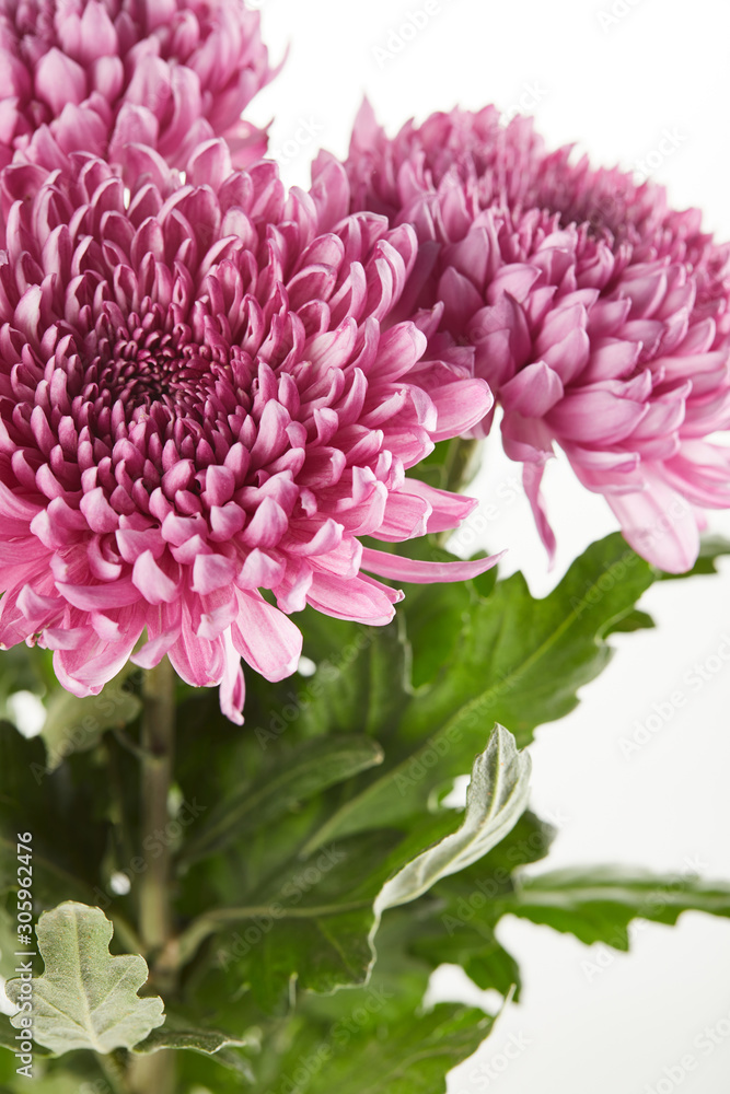 bouquet of purple chrysanthemum flowers with green leaves isolated on white bouquet of purple chrysanthemum flowers with green leaves isolated on white