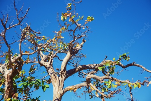 Top of tree branches agains...