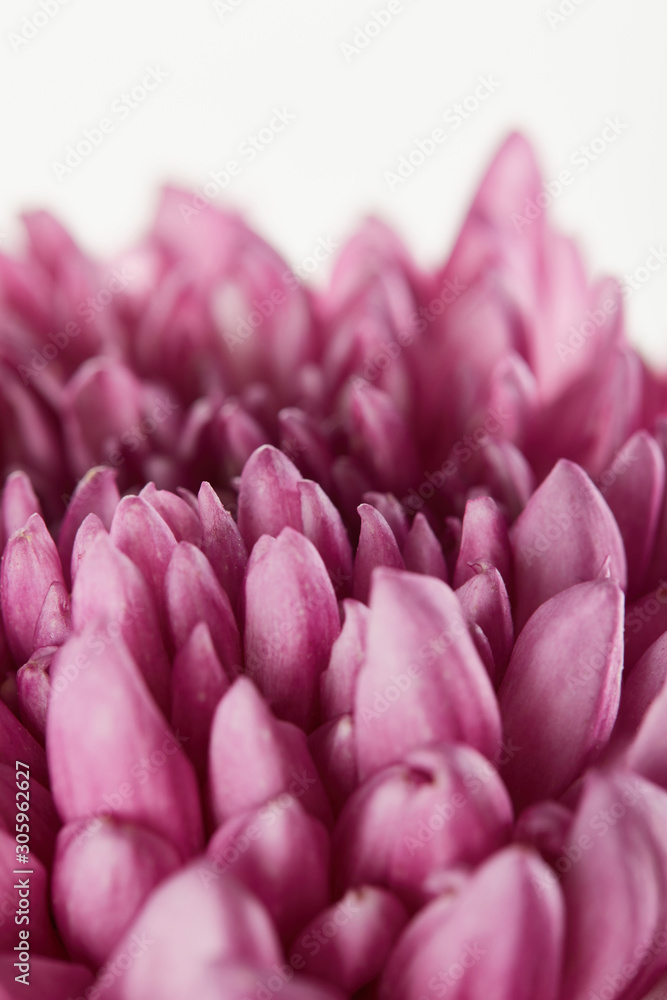 Obraz premium close up view of purple chrysanthemum isolated on white