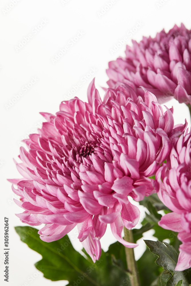 Naklejka premium purple chrysanthemum flowers isolated on white