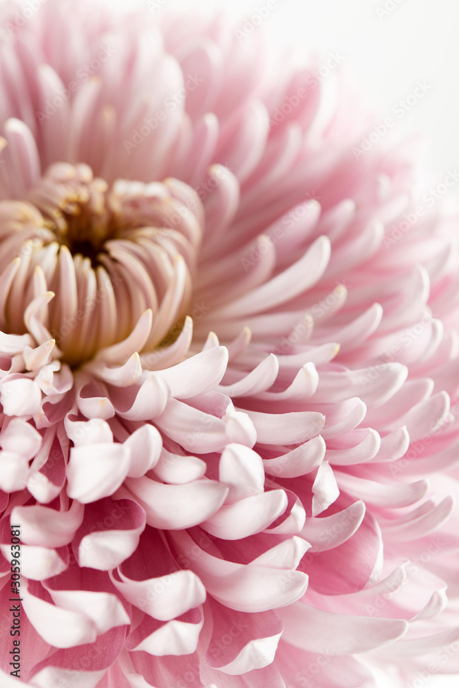Fototapeta premium Close up view of pink chrysanthemum isolated on white