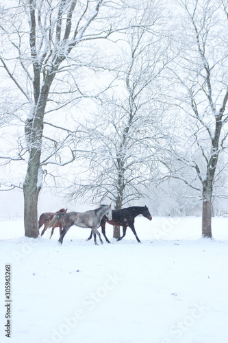 horses at winter