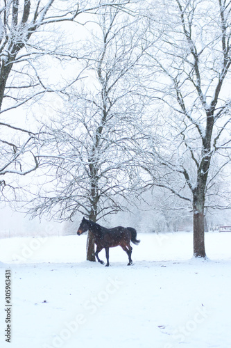 horses at winter