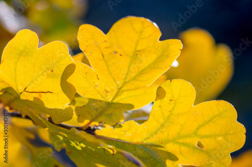 golden colored autumn leaves in nature