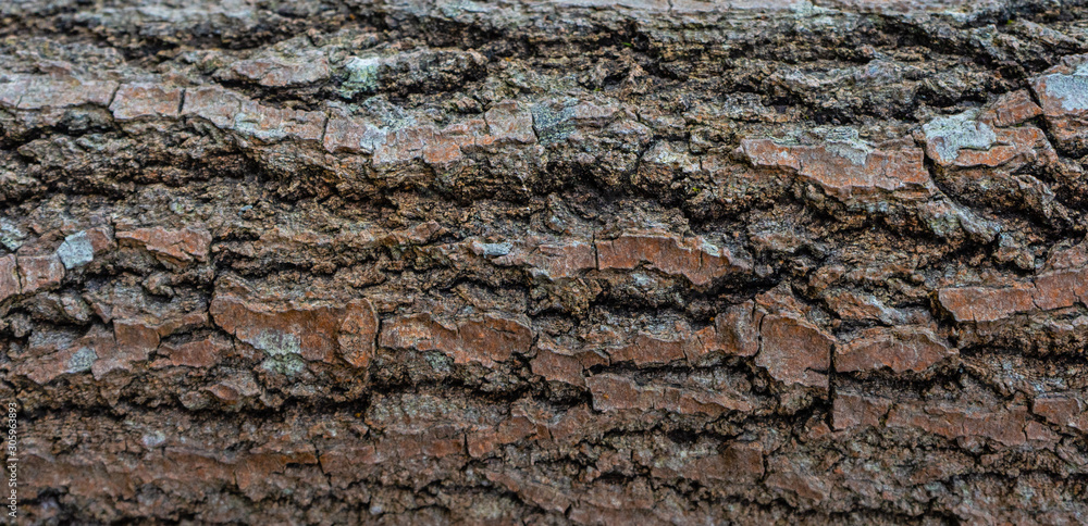 The bark of an old tree. Wood bark texture. Background photo with place for text.